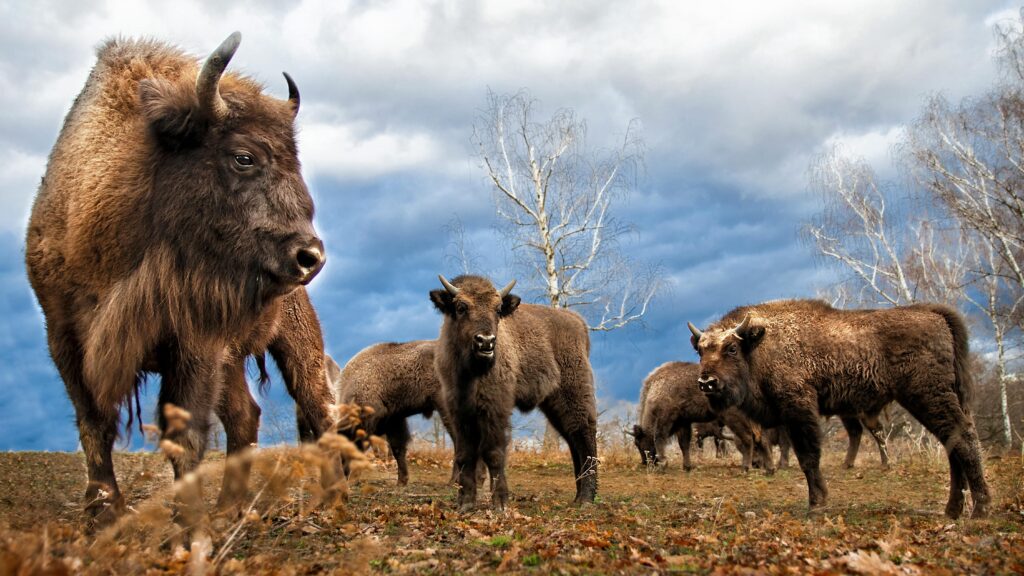 Bison Security Co. Origins