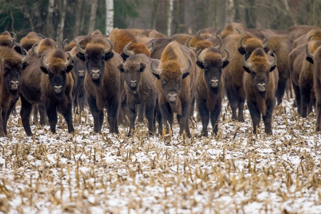 Bison Security Co. Origins