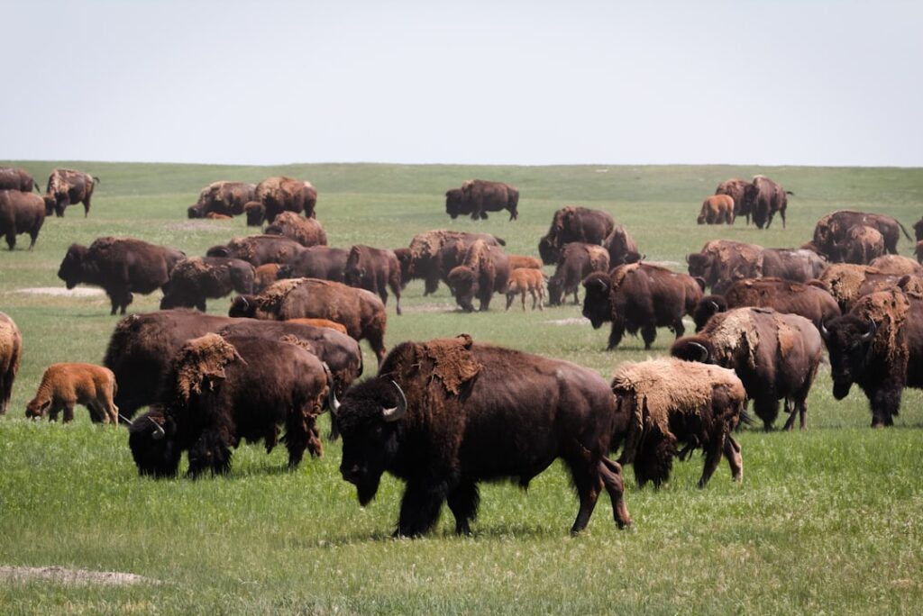 Bison Security Co. Origins