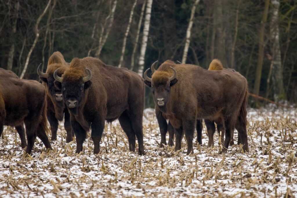 Bison Security Co. Origins