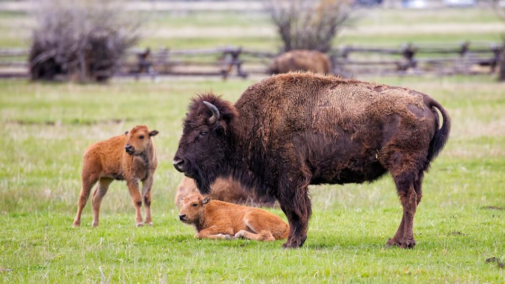 Bison Security Co. Origins